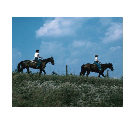 ride a horse in verbal behavior  category